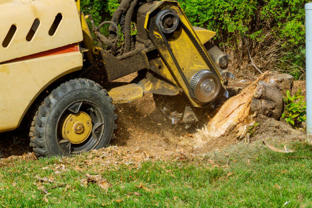 Trusted Morristown, NJ Tree Service Experts